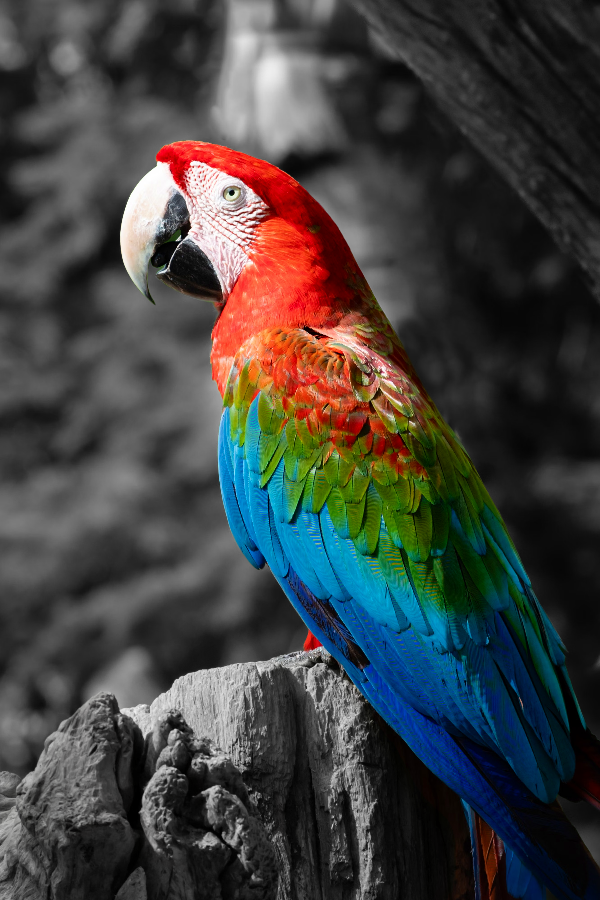 PictorX feature - Selective color spotlight