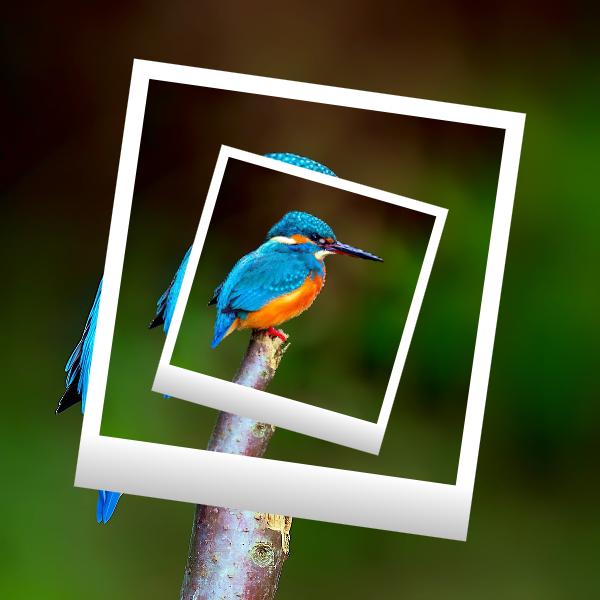 Droste Effect photo effect preview