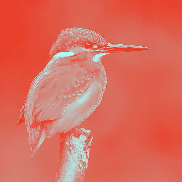 Duotone photo effect preview