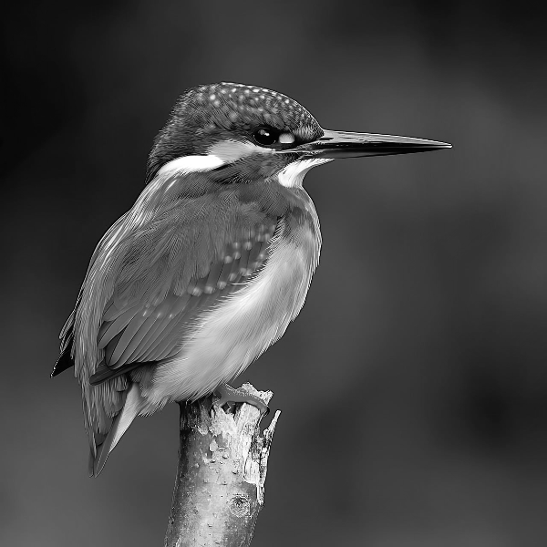 Grayscale photo effect preview