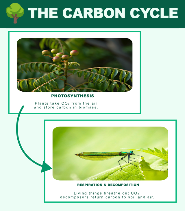 Carbon Cycle Infograph photo editor template