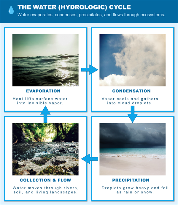Water Cycle Infograph photo editor template